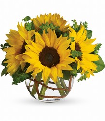 Sunny Sunflowers from Arjuna Florist in Brockport, NY